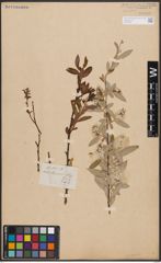 Foto von Salix capensis Thunb.